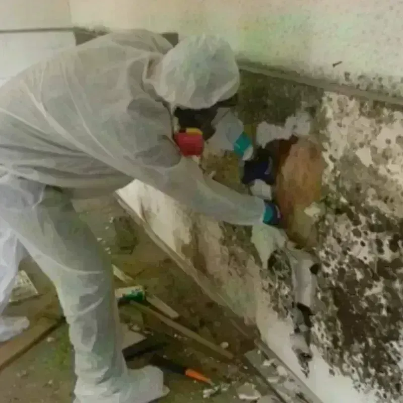 Mold Remediation and Removal in Pocahontas County, WV